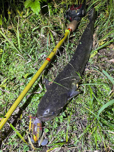 ナマズの釣果