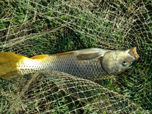 コイの釣果