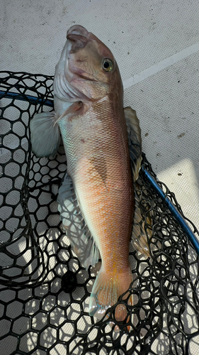 シロアマダイの釣果