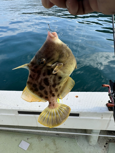 カワハギの釣果