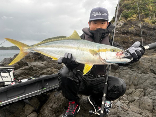 ヒラマサの釣果