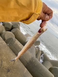 エソの釣果