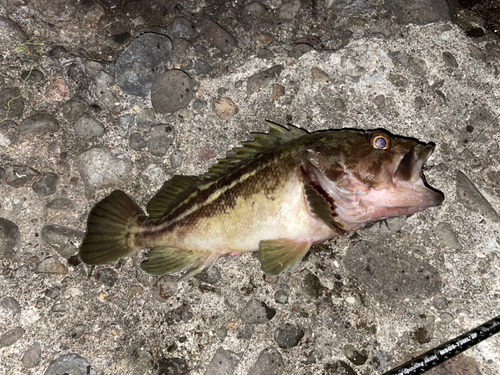 シマゾイの釣果