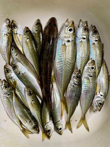 アジの釣果