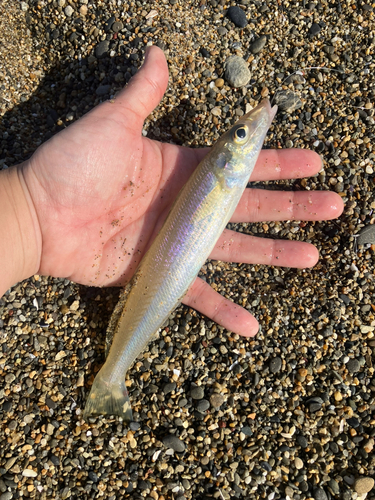 キスの釣果