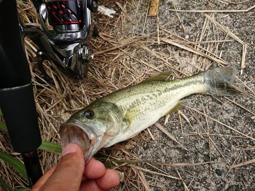 ブラックバスの釣果