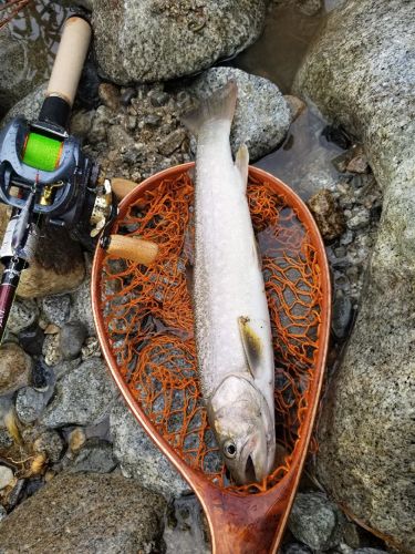 イワナの釣果