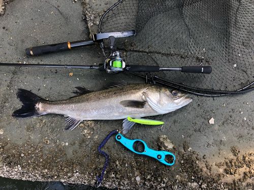 シーバスの釣果