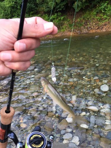 アユの釣果