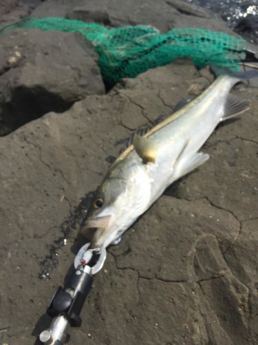 スズキの釣果
