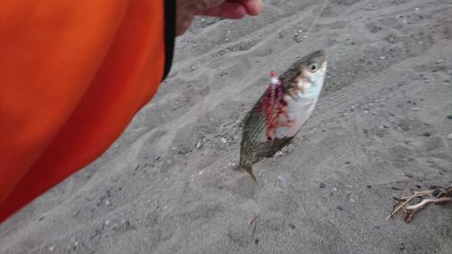 コノシロの釣果