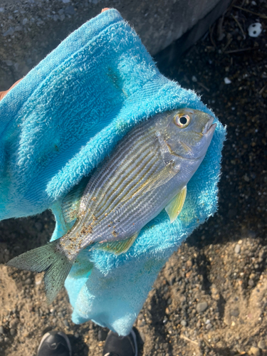 ミナミクロダイの釣果