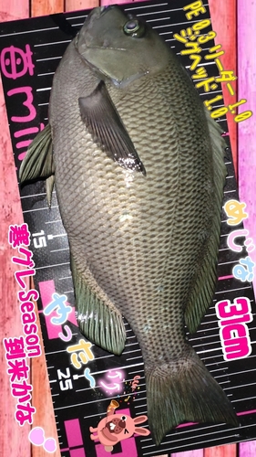 グレの釣果