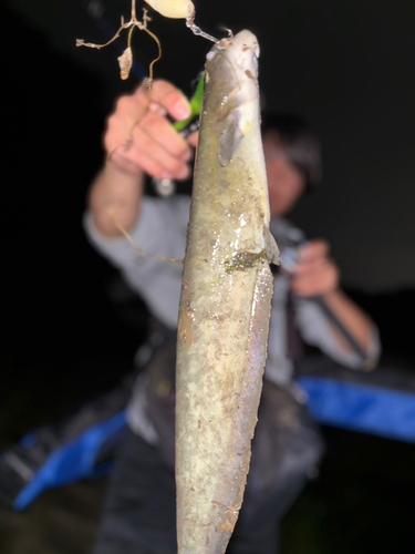 ナマズの釣果