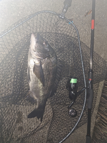 クロダイの釣果