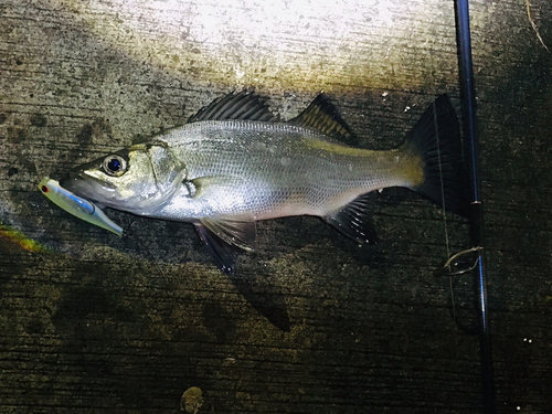 セイゴ（ヒラスズキ）の釣果