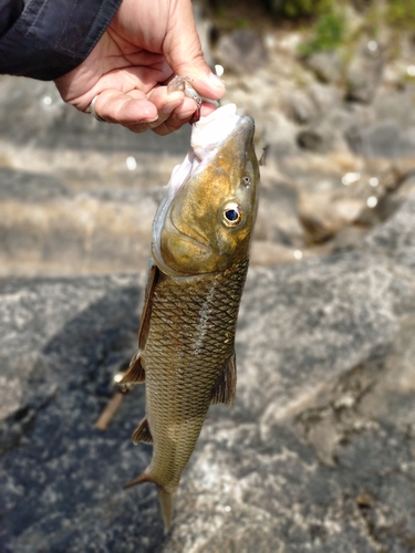 ニゴイの釣果