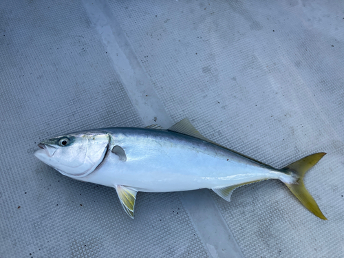 ワラサの釣果