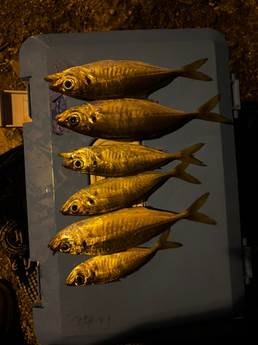 アジの釣果