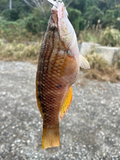 ホシササノハベラの釣果