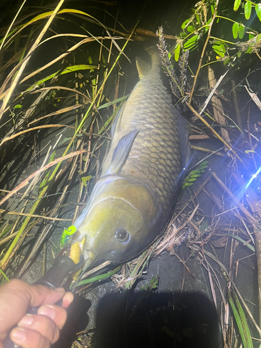 コイの釣果