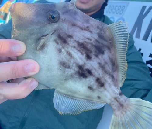 カワハギの釣果