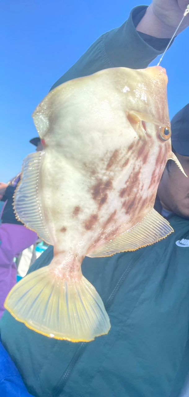 たらの芽さんの釣果 2枚目の画像