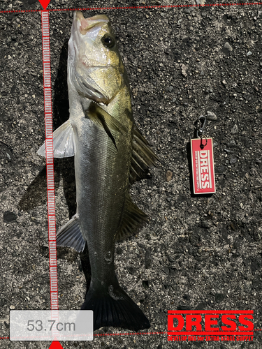 シーバスの釣果