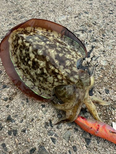 モンゴイカの釣果