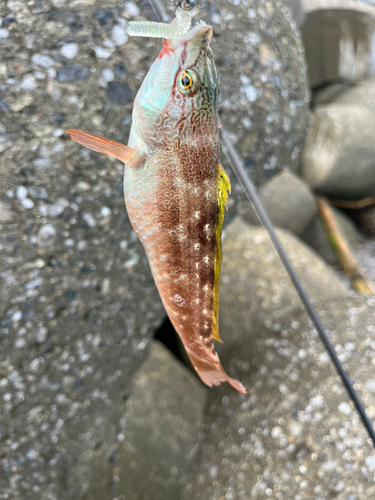 ホシササノハベラの釣果