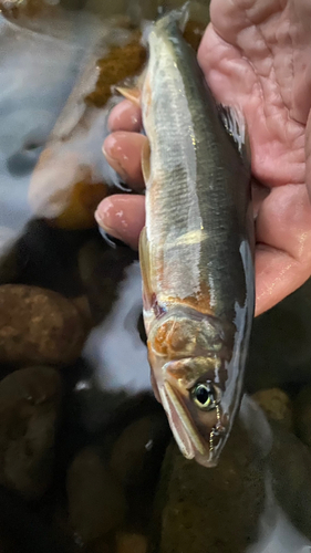 アユの釣果