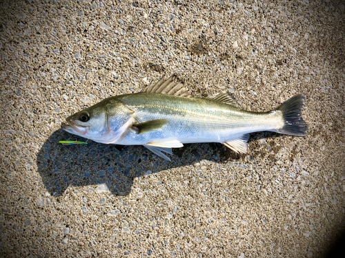 スズキの釣果