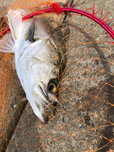 スズキの釣果