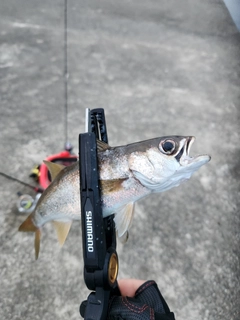 ムツの釣果