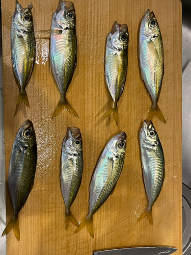 アジの釣果