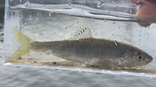 オイカワの釣果