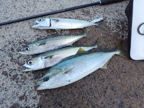 イナダの釣果