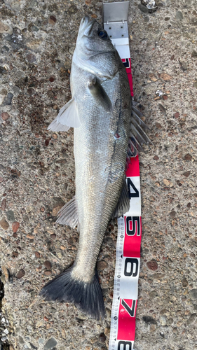 シーバスの釣果