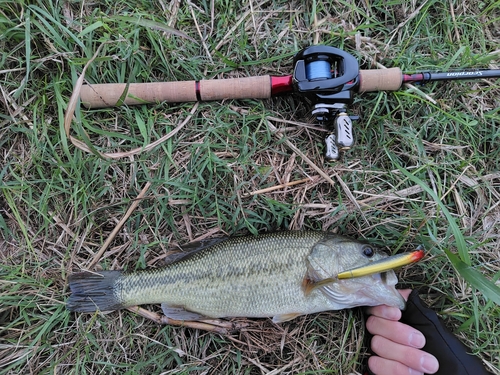 ラージマウスバスの釣果