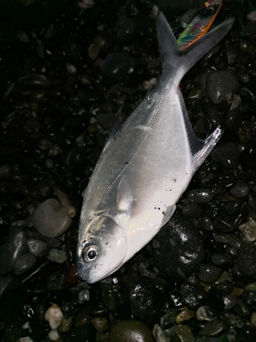 コバンアジの釣果