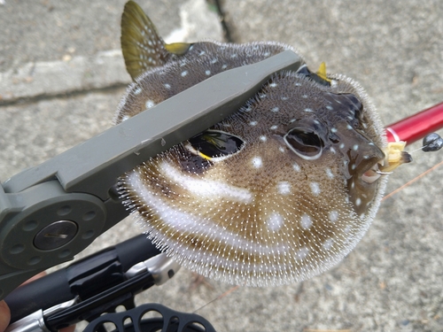 サザナミフグの釣果