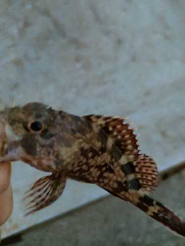 タケノコメバルの釣果