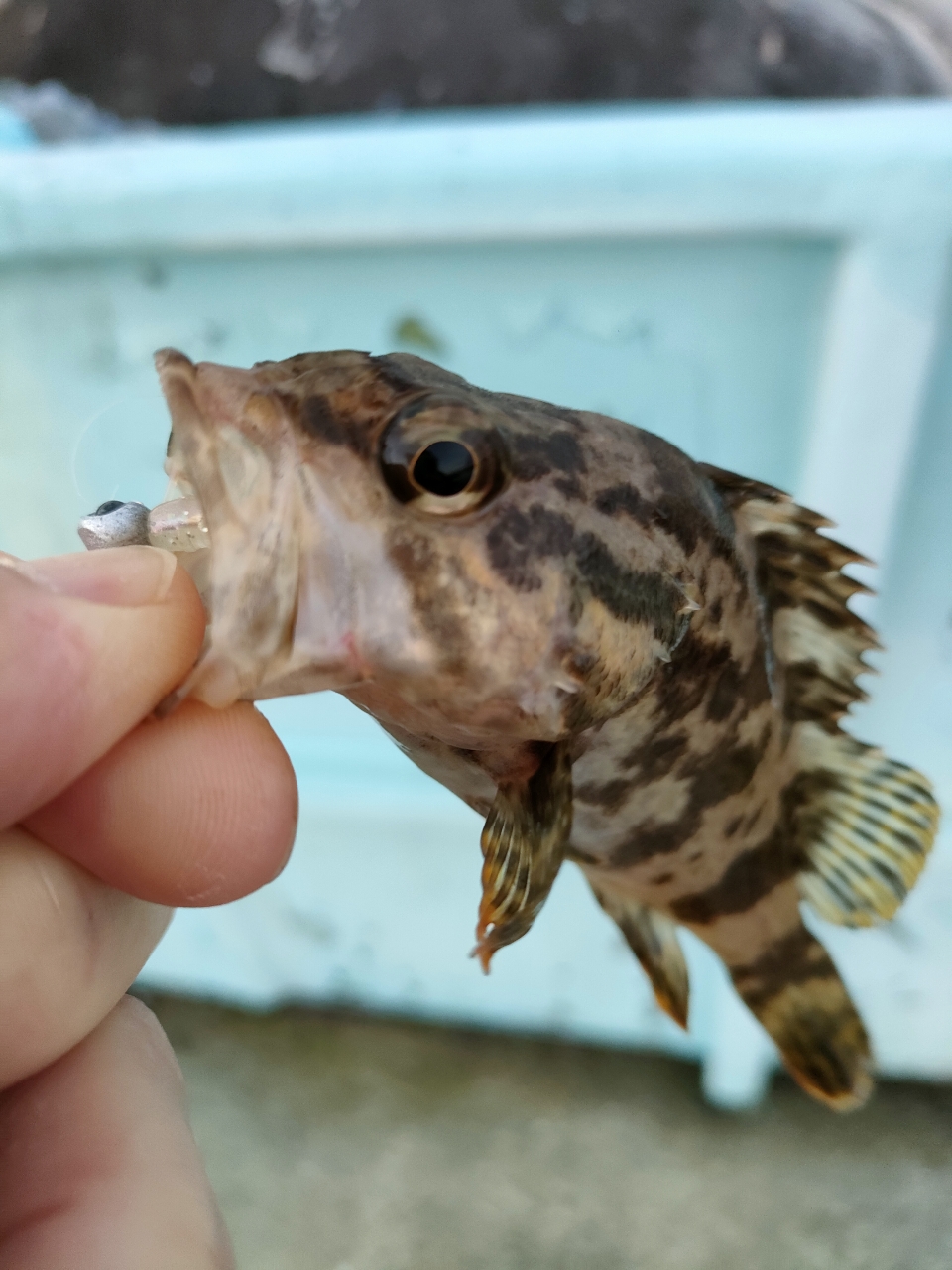 タケノコメバル