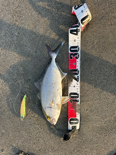 ショゴの釣果