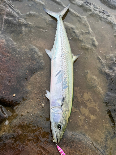 サゴシの釣果