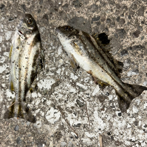 コトヒキの釣果