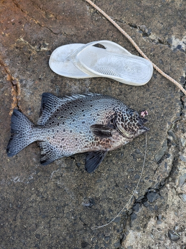 イシガキダイの釣果