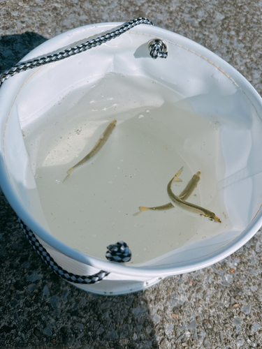 コノシロの釣果