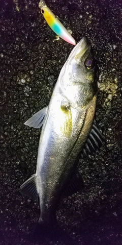 シーバスの釣果