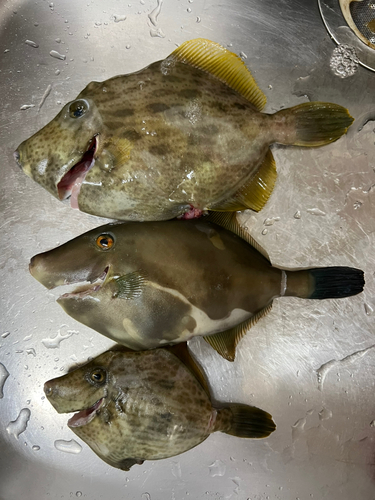 カワハギの釣果